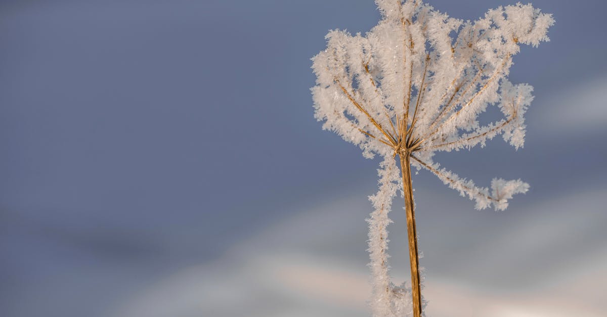 learn about frozen shoulder, its causes, symptoms, and effective treatment options to regain mobility and alleviate pain. discover tips for prevention and self-care to manage this condition.