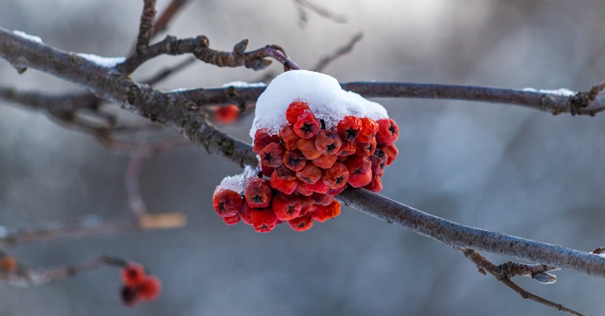 explore the causes, symptoms, and treatments for frozen shoulder, a condition that leads to stiffness and pain in the shoulder joint. learn how to manage and recover from this common ailment with effective therapies and exercises.