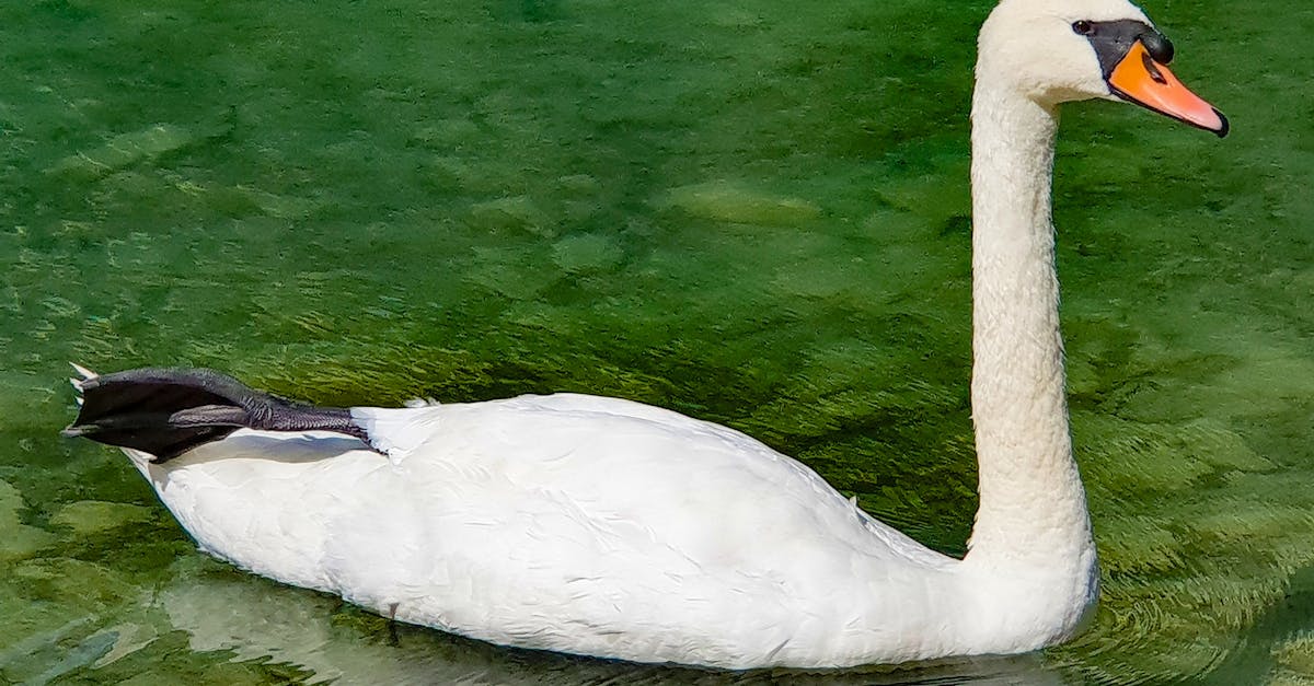 discover effective remedies and tips for relieving a stiff neck. learn about the causes, symptoms, and treatments to ease discomfort and improve your mobility.