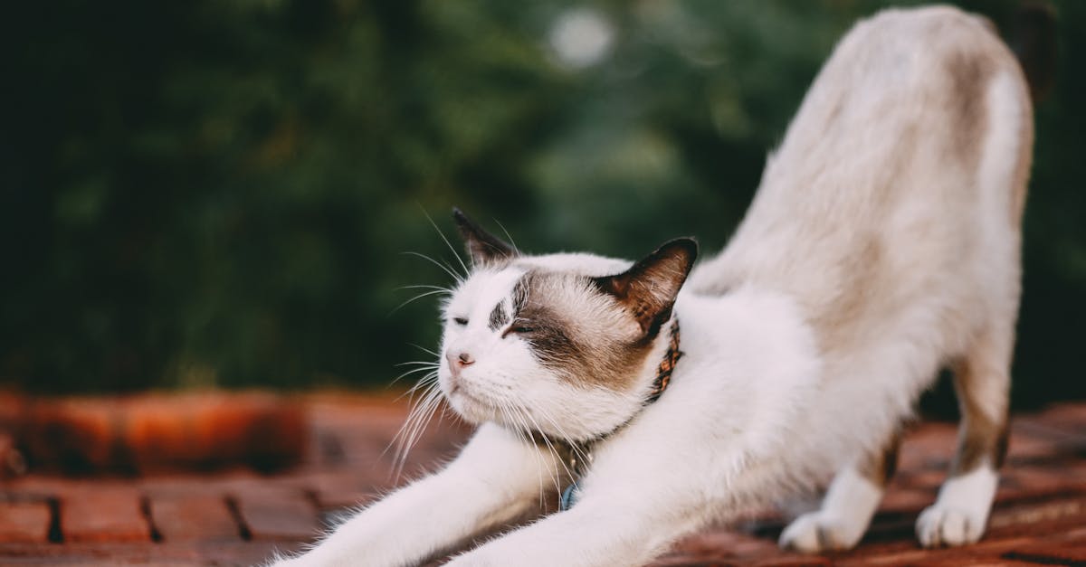 discover the benefits of stretching for flexibility, relaxation, and injury prevention. unlock your body’s potential with effective stretching techniques and routines suitable for all fitness levels.
