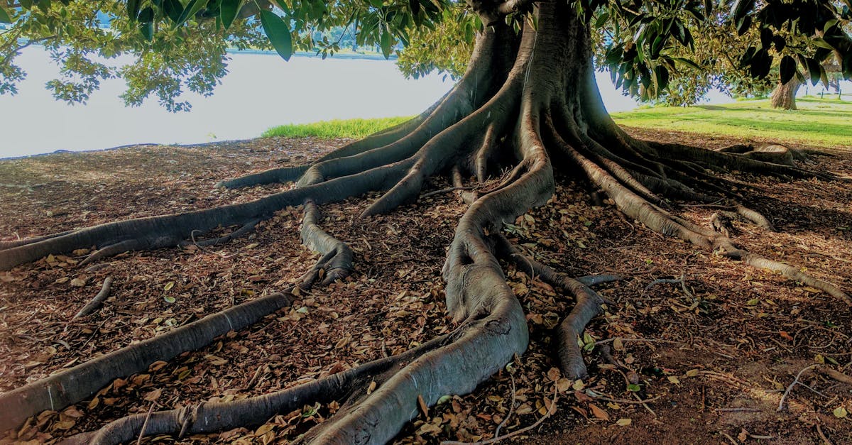 discover the benefits of grounding, a simple practice that reconnects you with nature and promotes overall well-being. learn how grounding can enhance your physical and mental health, reduce stress, and improve your mood through the power of natural elements.