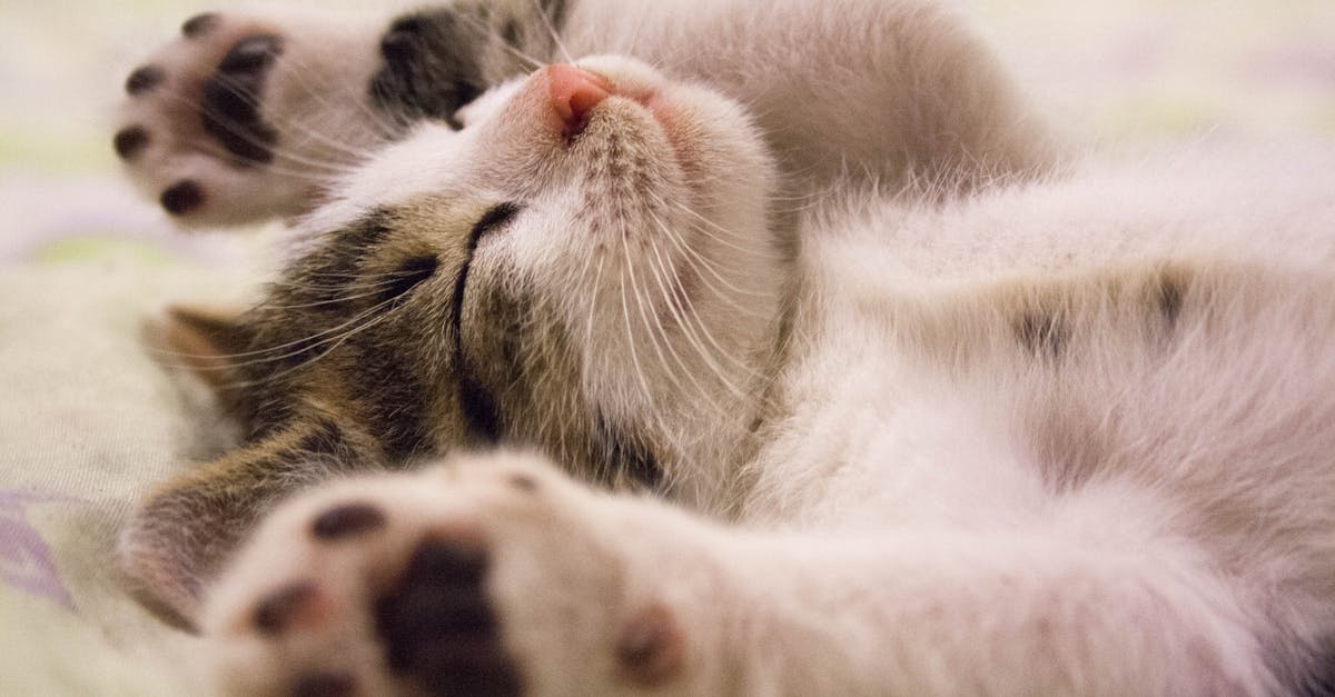 discover the importance of sleep for your overall health and well-being. explore tips for improving sleep quality, understanding sleep cycles, and the benefits of restful slumber.