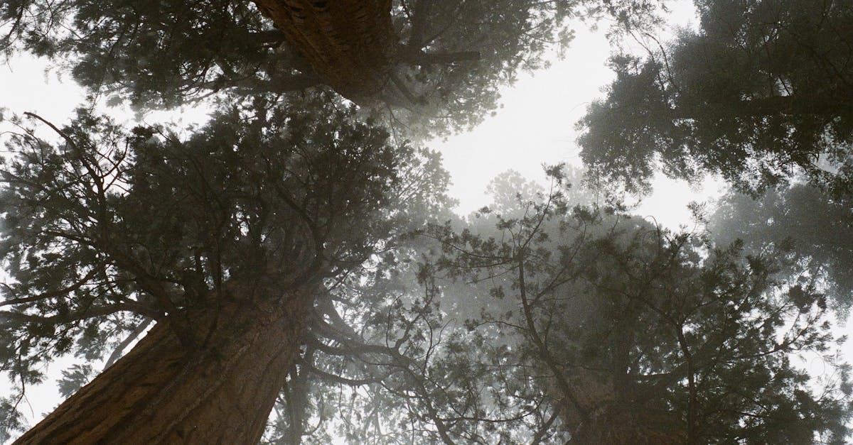 explore the phenomenon of vertigo, its causes, symptoms, and treatment options. discover how this unsettling sensation affects balance and spatial orientation, and learn effective ways to manage and overcome it.